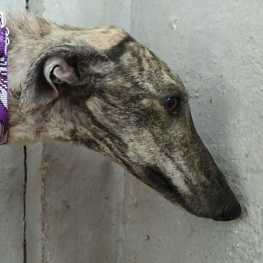 D 2b0c95b7 35dc 4a98 8b6f a689fecfcd83