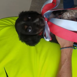 D 9d879bfa c36a 4af2 870e afdb6193419f