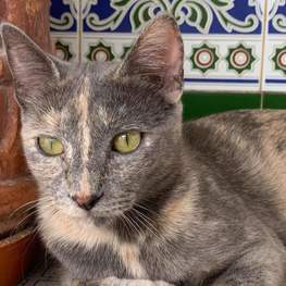 D 257f9bdf fd6b 46dc a915 be3ccd5026f1